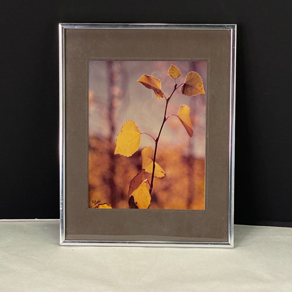 Vintage Photograph Colorado Aspen Leaves